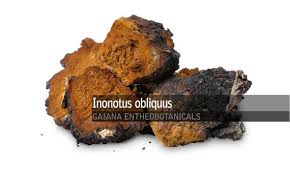 Attēlu rezultāti vaicājumam “Inonotus obliquus”