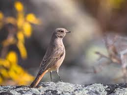 Attēlu rezultāti vaicājumam “Phoenicurus ochruros female”