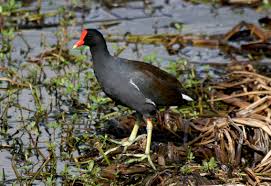 Attēlu rezultāti vaicājumam “Gallinula chloropus adult”