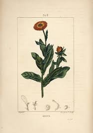 Attēlu rezultāti vaicājumam “Calendula officinalis leaf”