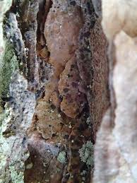 Attēlu rezultāti vaicājumam “Arthonia spadicea”