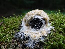 Attēlu rezultāti vaicājumam “Fuligo candida”