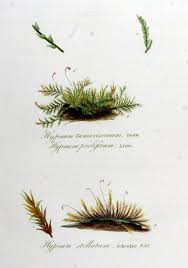 Attēlu rezultāti vaicājumam “Campylophyllum sommerfeltii”