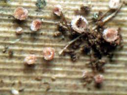 Attēlu rezultāti vaicājumam “Lachnum corticale”