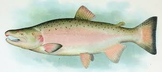 Image result for Oncorhynchus kisutch