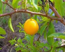 Attēlu rezultāti vaicājumam “Phyteuma spicatum fruit”
