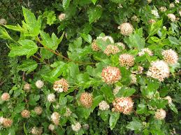 Attēlu rezultāti vaicājumam “Physocarpus opulifolius”