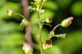 Attēlu rezultāti vaicājumam “Scrophularia nodosa flower”