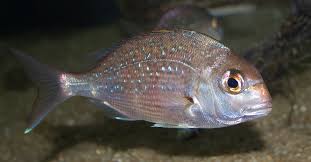 Image result for Pagrus auratus