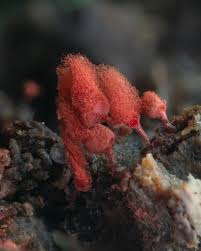 Attēlu rezultāti vaicājumam “Arcyria stipata spores”