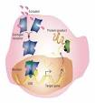 Environmental Estrogens Increases Prostate Cancer Risk from ...