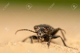 Attēlu rezultāti vaicājumam “Carabus arcensis”