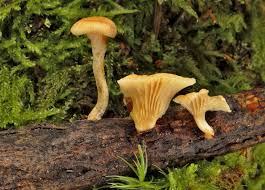 Attēlu rezultāti vaicājumam “Lentinus suavissimus”