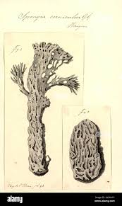 Attēlu rezultāti vaicājumam “Spongia”