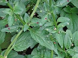 Attēlu rezultāti vaicājumam “Scrophularia umbrosa”