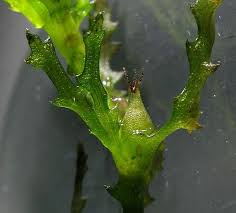 Attēlu rezultāti vaicājumam “Najas marina”