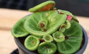 Attēlu rezultāti vaicājumam “Crassulaceae”