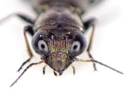 Attēlu rezultāti vaicājumam “Notiophilus palustris”