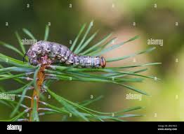 Attēlu rezultāti vaicājumam “Sphinx pinastri larva”