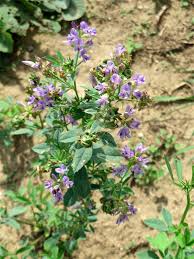 Attēlu rezultāti vaicājumam “Medicago x varia”