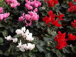 Image result for Cyclamen persicum