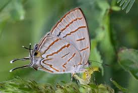 Attēlu rezultāti vaicājumam “Theclinae”