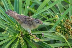 Image result for Locustella certhiola