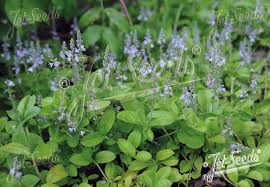 Image result for Veronica officinalis