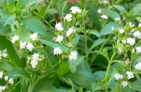 Image result for Stevia rebaudiana
