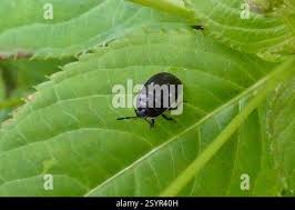 Attēlu rezultāti vaicājumam “Adomerus biguttatus”