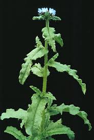 Attēlu rezultāti vaicājumam “Anchusa arvensis leaf”