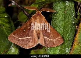 Attēlu rezultāti vaicājumam “Lasiocampa trifolii male”