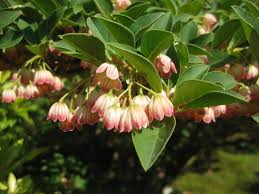 Attēlu rezultāti vaicājumam “Enkianthus chinensis”