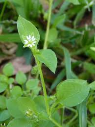 Attēlu rezultāti vaicājumam “Stellaria longifolia flower”