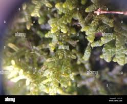 Attēlu rezultāti vaicājumam “Porella platyphylla macro”