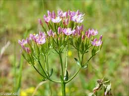 Attēlu rezultāti vaicājumam “Centaurium erythraea bud”