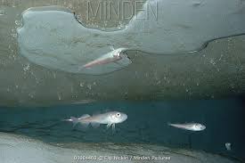 Image result for Arctogadus glacialis