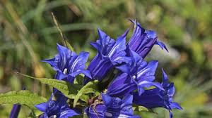 Image result for Enzian