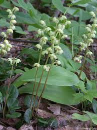 Attēlu rezultāti vaicājumam “Silene chlorantha”