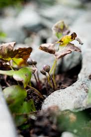 Attēlu rezultāti vaicājumam “Hepatica nobilis bud”