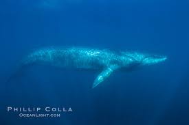 Image result for Balaenoptera physalus