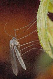 Attēlu rezultāti vaicājumam “Postia tephroleucus”