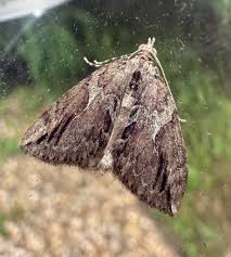 Attēlu rezultāti vaicājumam “Eilema depressa imago”