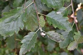 Attēlu rezultāti vaicājumam “Sorbus intermedia leaf”