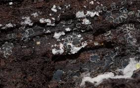 Attēlu rezultāti vaicājumam “Mollisia amenticola”