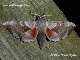Image result for hawk moth