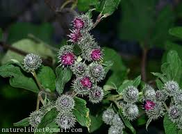 Attēlu rezultāti vaicājumam “Arctium tomentosum”