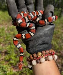 Attēlu rezultāti vaicājumam “Lamprospora tortulae-ruralis”