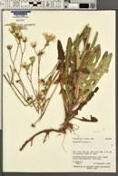 Attēlu rezultāti vaicājumam “Sonchus arvensis subsp. uliginosus bud”