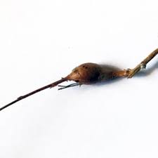 Attēlu rezultāti vaicājumam “Rabdophaga degeeri”